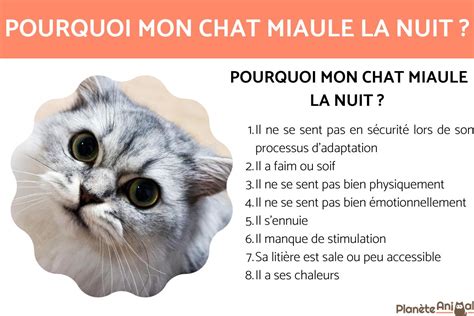 chat qui miaule la nuit solution|Chat qui miaule la nuit